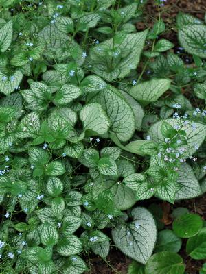 False Forget-Me-Not (Brunnera macrophylla) in Inver Grove Heights