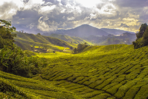 A beautiful landscape image of a tea garden with mountains and clouds in the distance. 