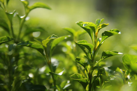 Close up image of tea leaves before harvesting.