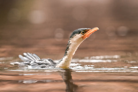 Cormorant floating hide