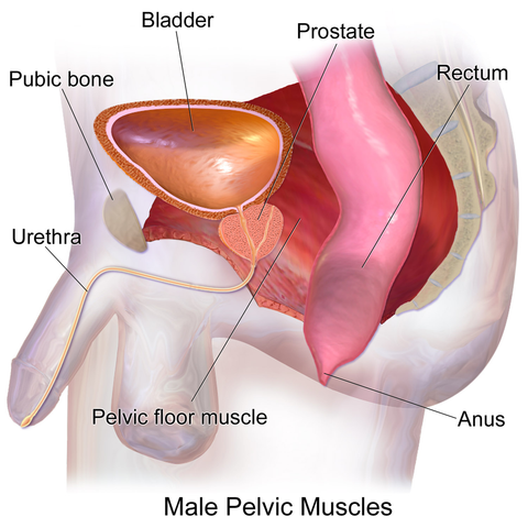 Muscles du bassin masculin