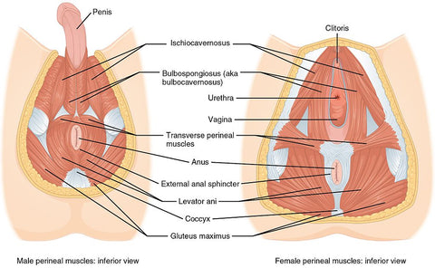Muscles du périnée