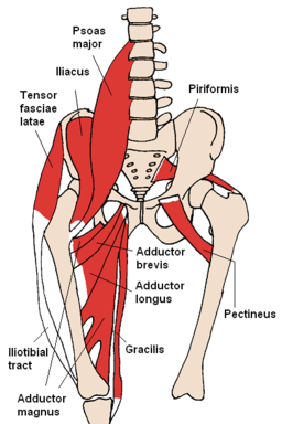 Muscles antérieurs de la hanche