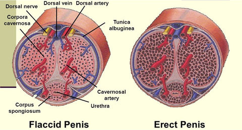 Flaccid versus Erect Penis
