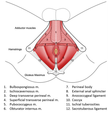 Les muscles du plancher pelvien