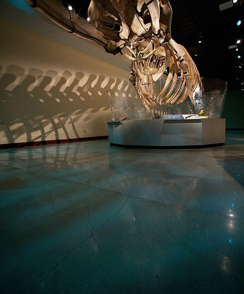 A decorative concrete stained floor inside of a commercial dinosaur exhibit.