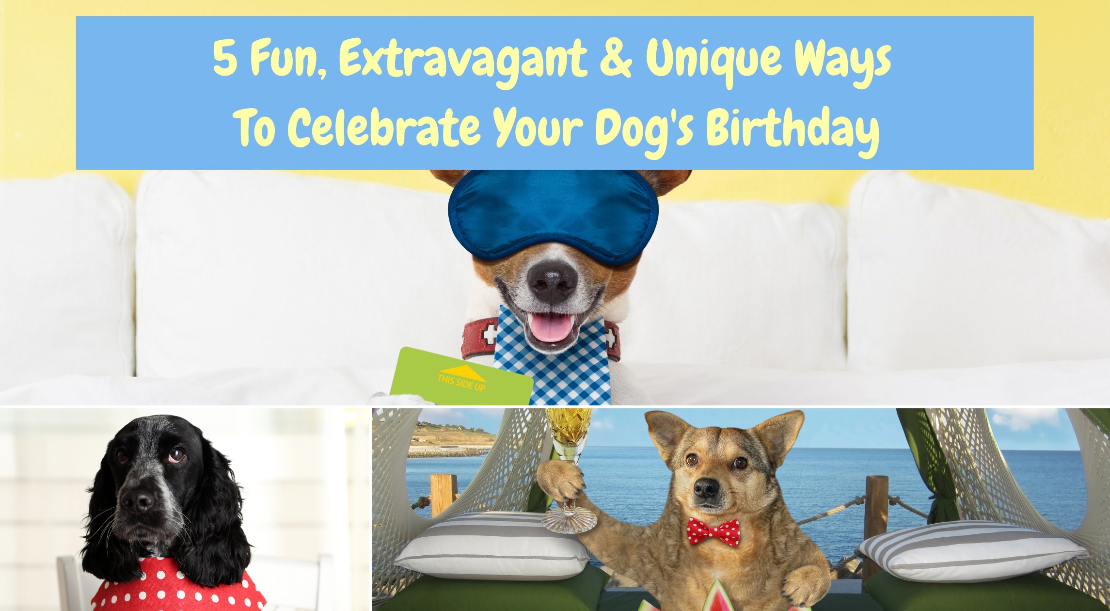 5 Fun, Extravagant & Unique Ways To Celebrate Your Dog On Their Birthday