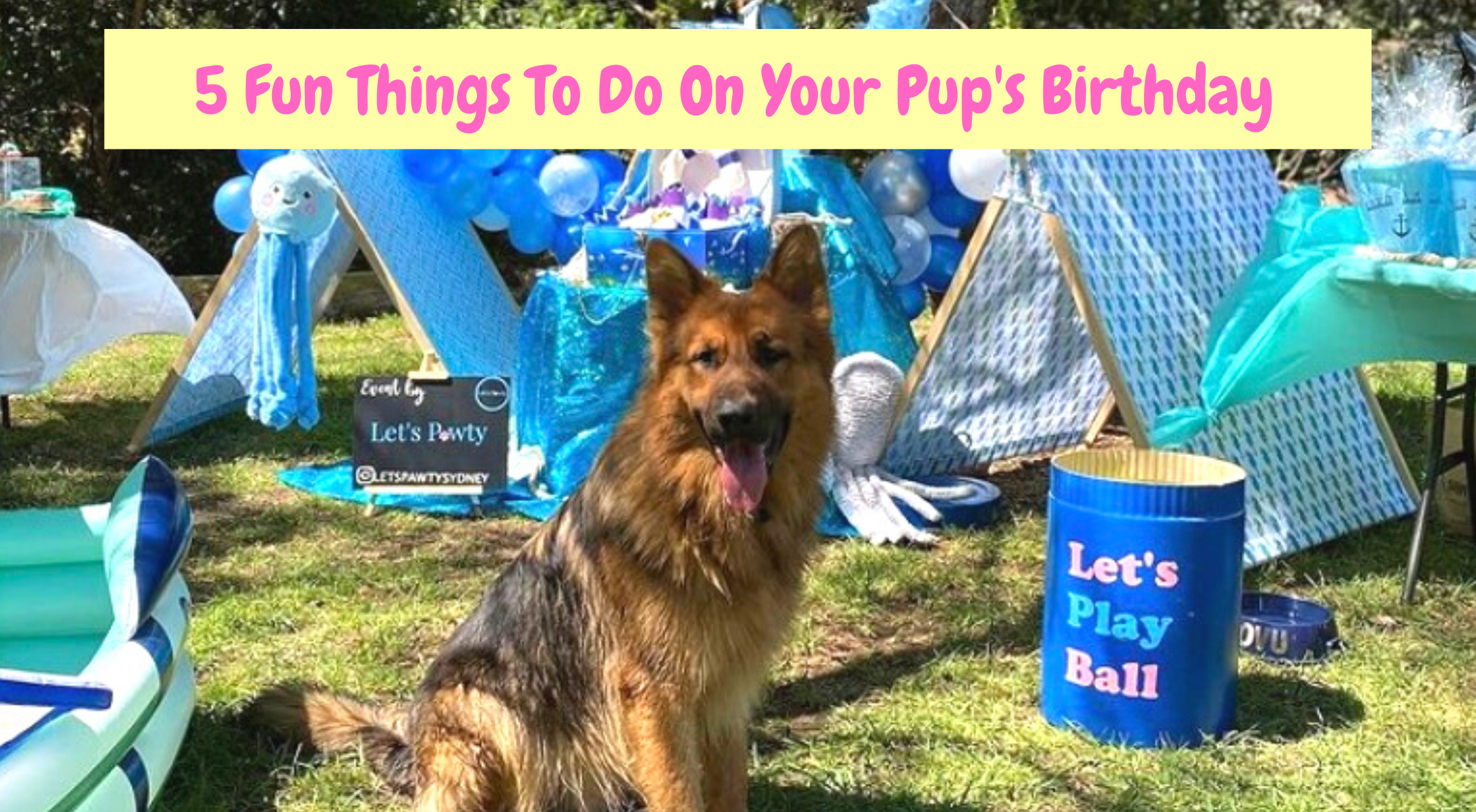5 fun things to do on your pup's birthday