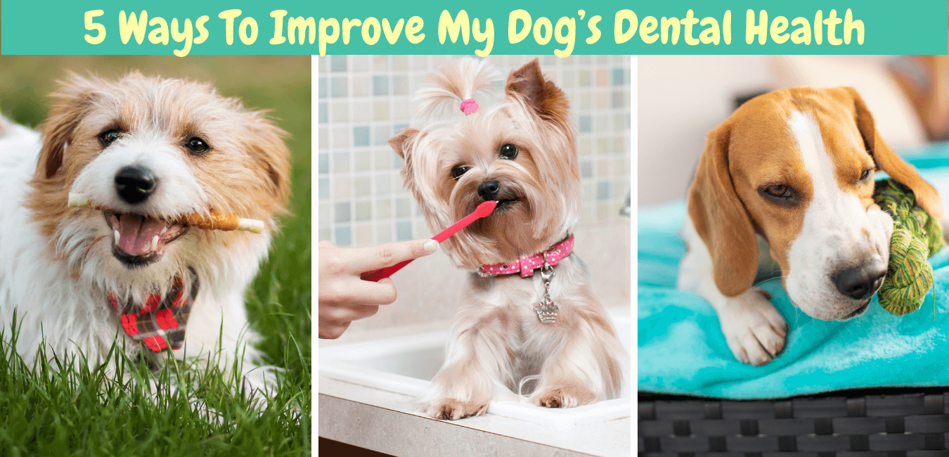 Dog dental health, dog chews, brushing dog's teeth