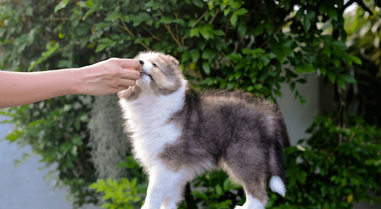 Dog eating healthy treat