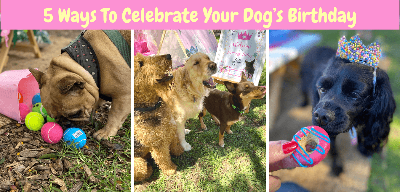 Dog birthday party celebration Let's Pawty Sydney