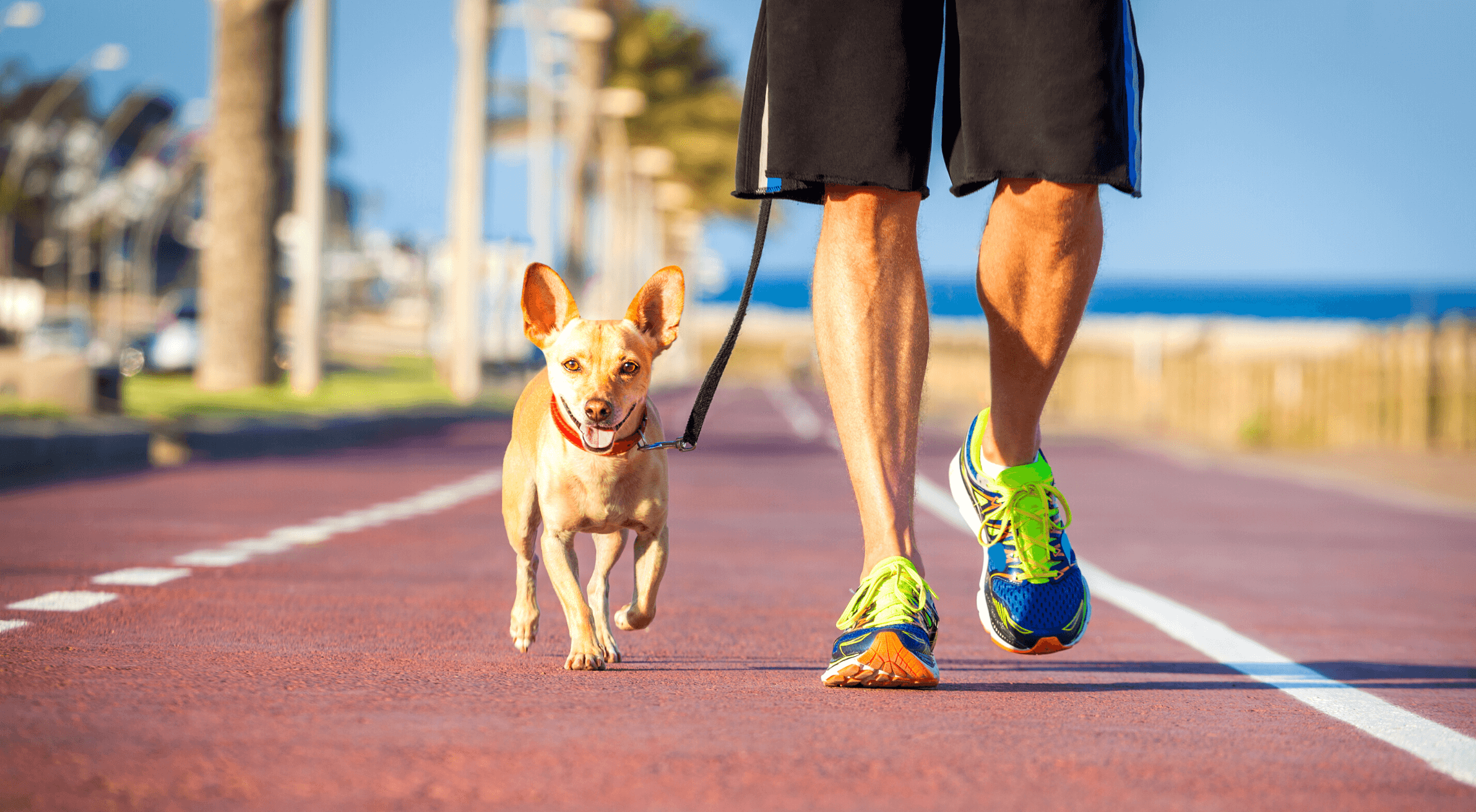 Dog and his owner walking