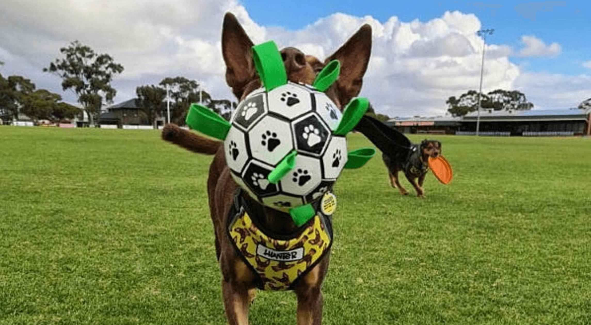 Dog soccer ball with grab tabs