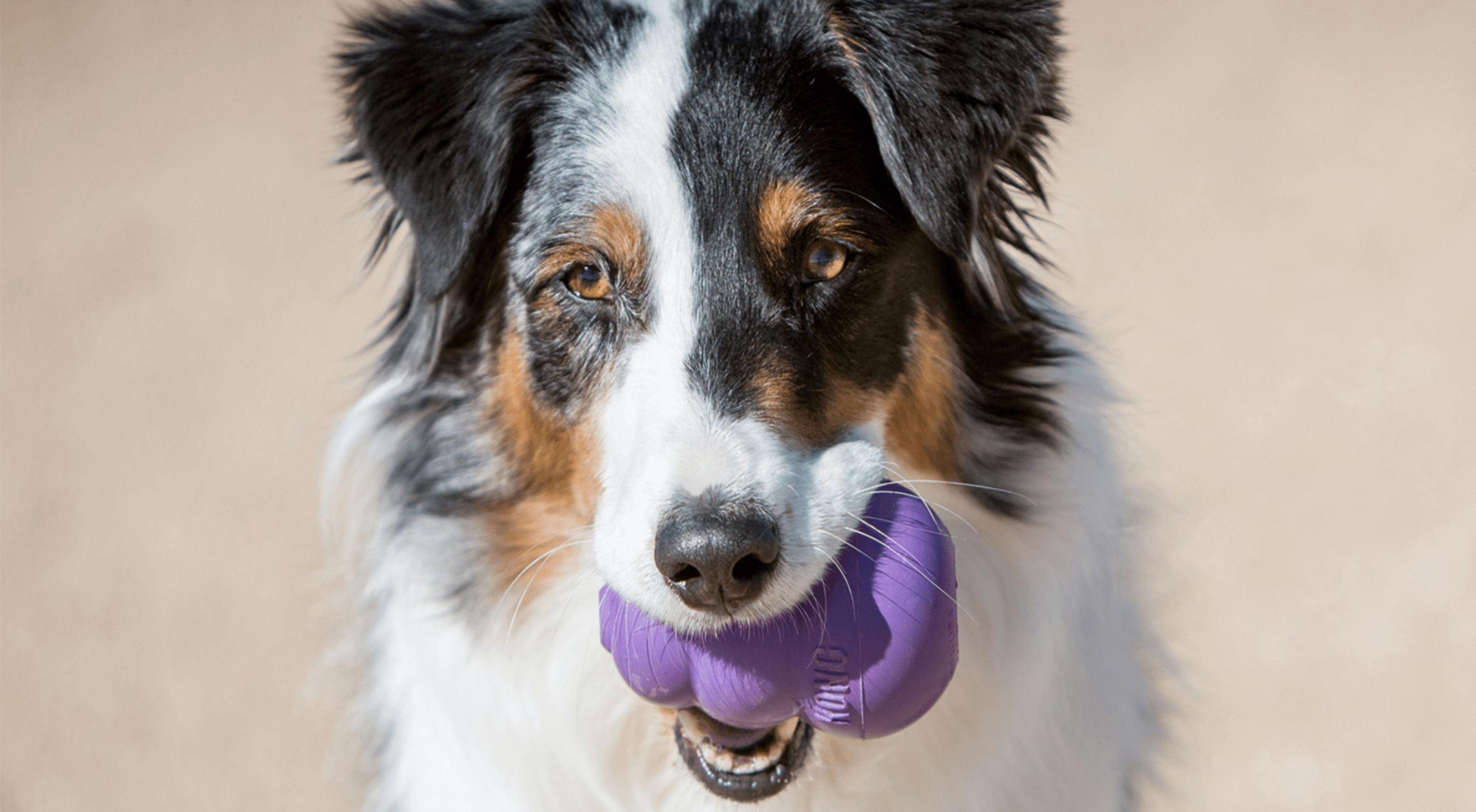The best dog toys for fetch, chewing and mental stimulation
