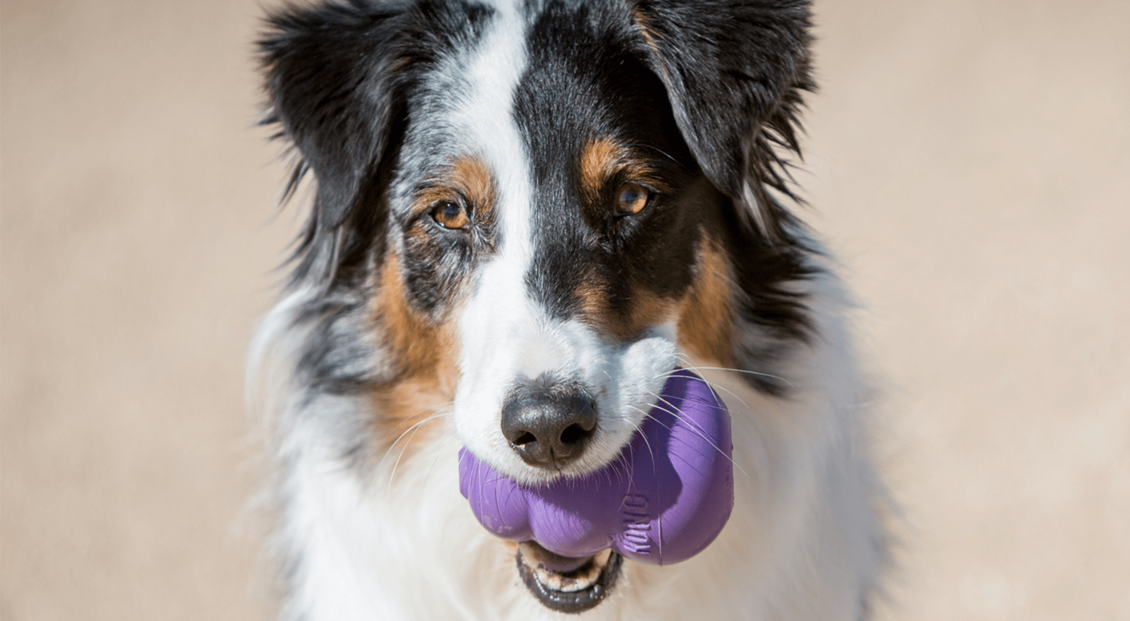 West Paw Jive fetch ball