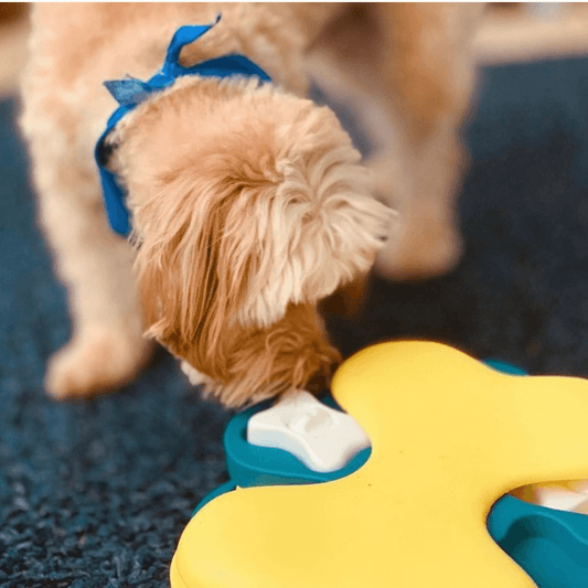 Best dog puzzle toys to mentally stimulate and ward off boredom