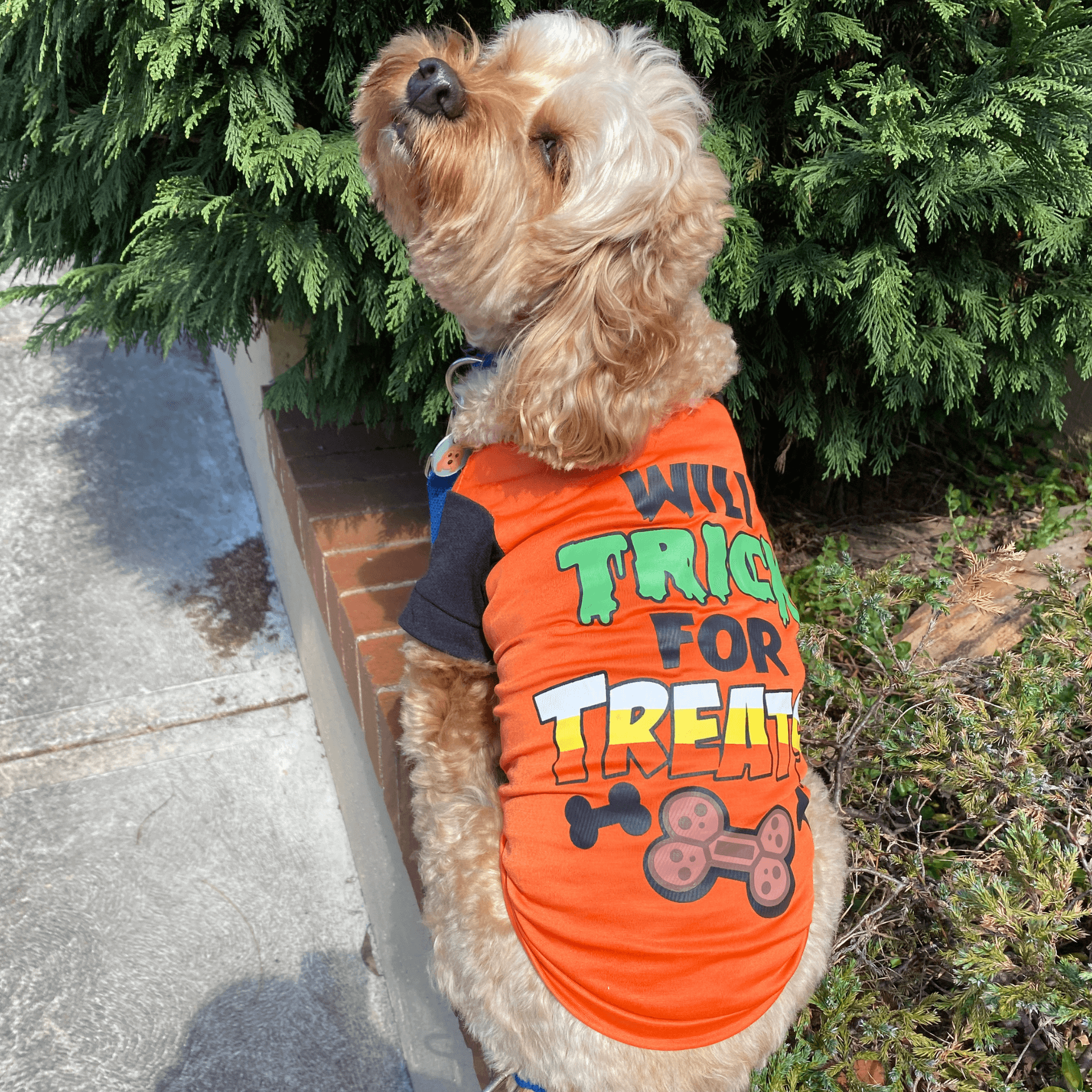 dog themed halloween shirts