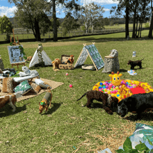 Load image into Gallery viewer, pawsome package for dog pawties Let&#39;s Pawty Sydney
