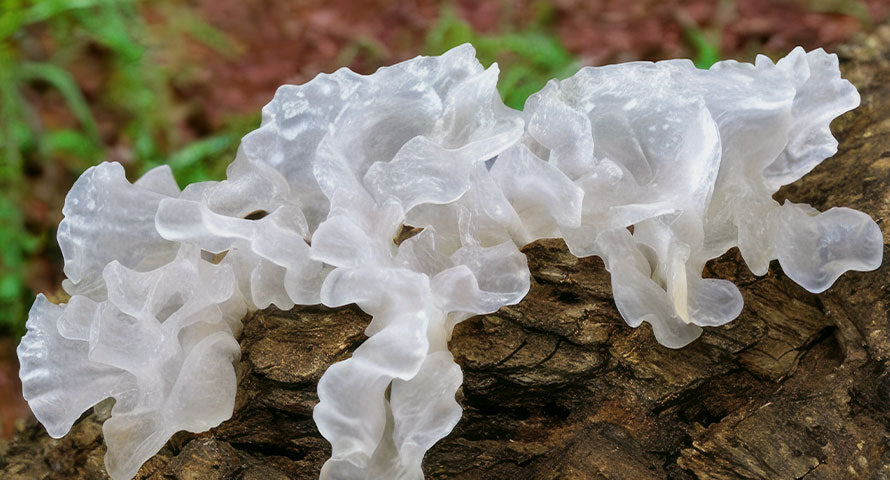 Image of a lush, earthy mushroom, exemplifying natural potency and the beauty of organic skincare ingredients.