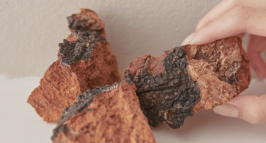 Image of robust Tundra Chaga mushroom, thriving in its natural habitat, symbolizing resilience and the potent skincare benefits it offers.