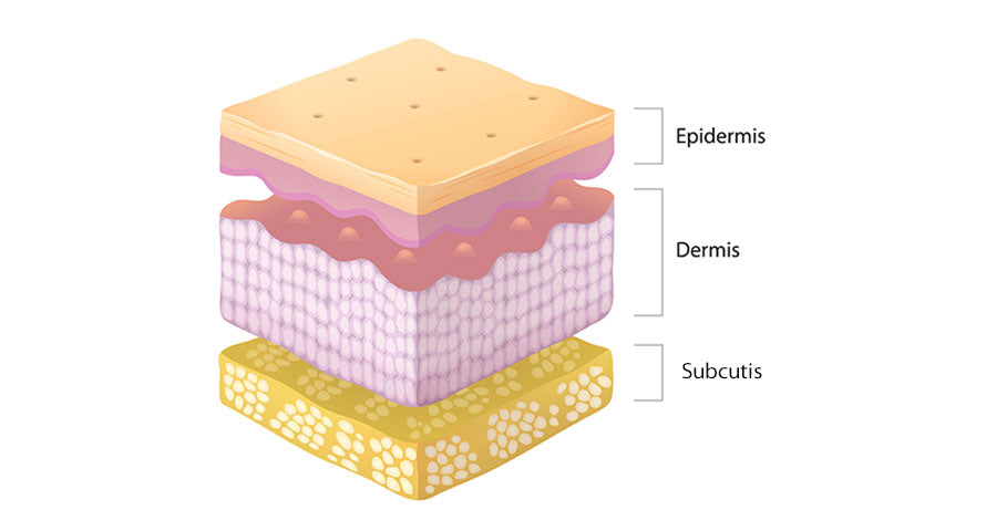 Anatomical illustration of the skin's structure, detailing the epidermis, dermis, and subcutis layers to explain skincare product absorption.