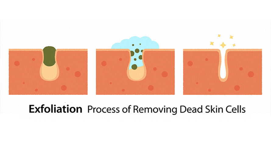 Graphic representation of the exfoliation process with pores being deep-cleaned and cleared of debris and dead skin cells.
