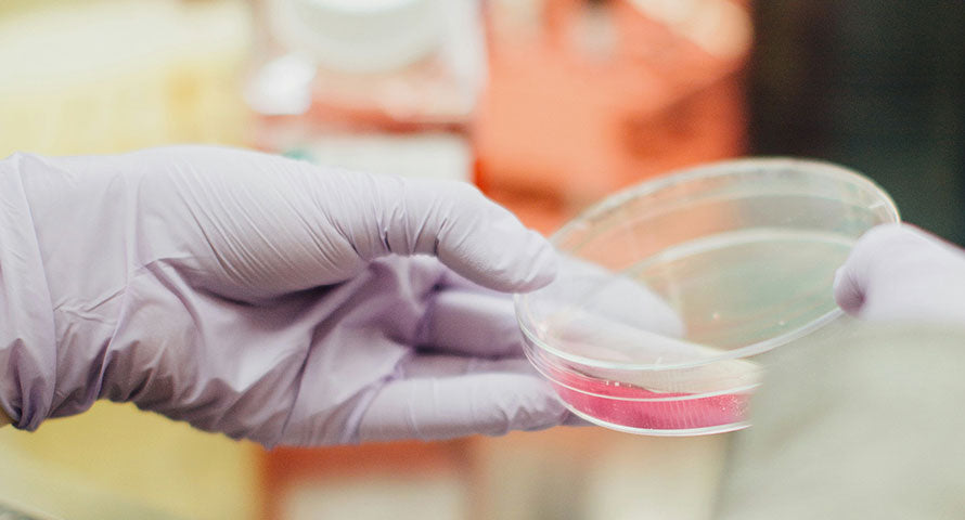 Two hands holding a laboratory petri dish, symbolizing research and scientific exploration into skin aging