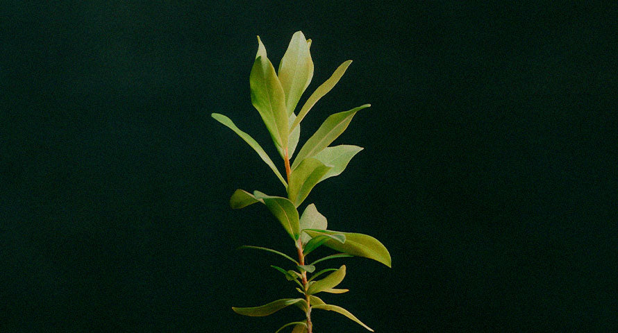 Close-up image of a fresh green herb, symbolizing natural ingredients used in antioxidant-rich skincare products.