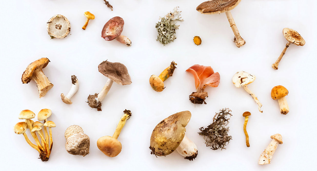 A captivating display of various mushrooms, their unique textures and earthy tones highlighted, symbolizing the rich, natural diversity and the potential skincare benefits they hold.