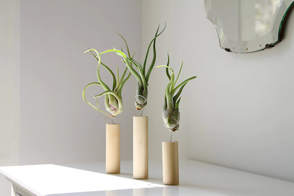 air plant