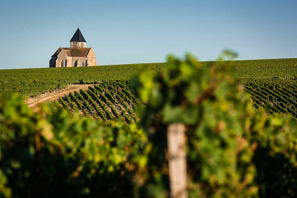 Chablis Vineyard