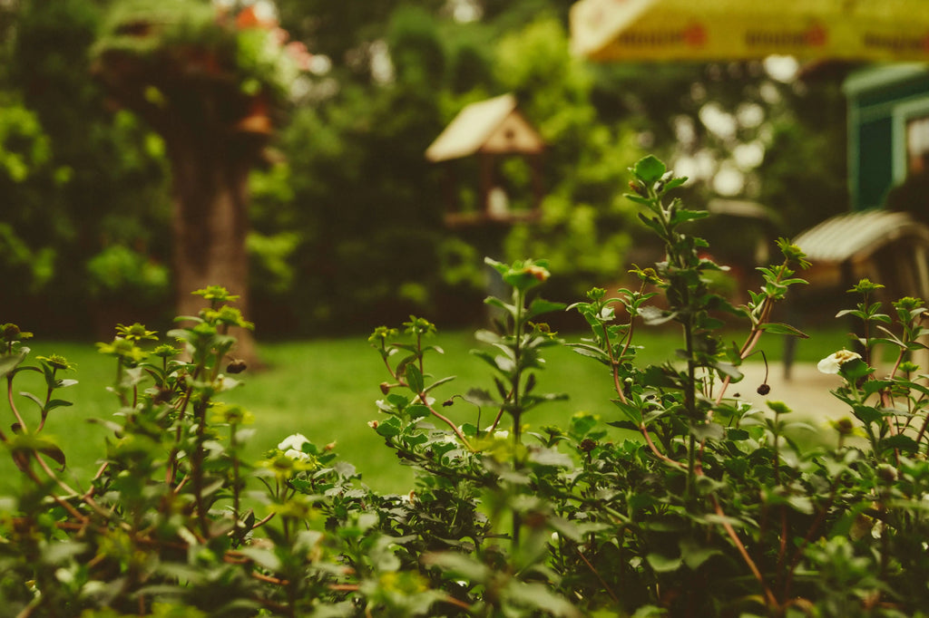 trim your bush to prevent crime