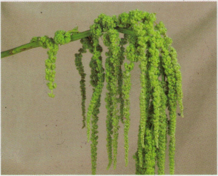 Amaranthus