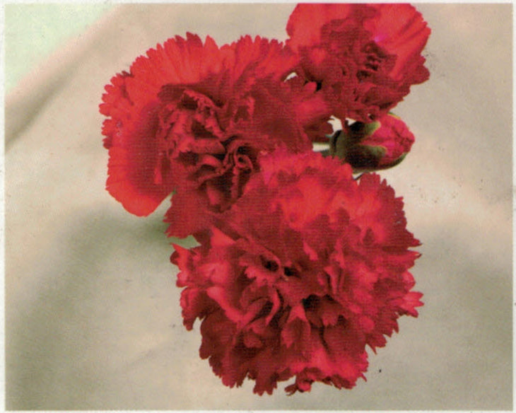 Carnation - Mini