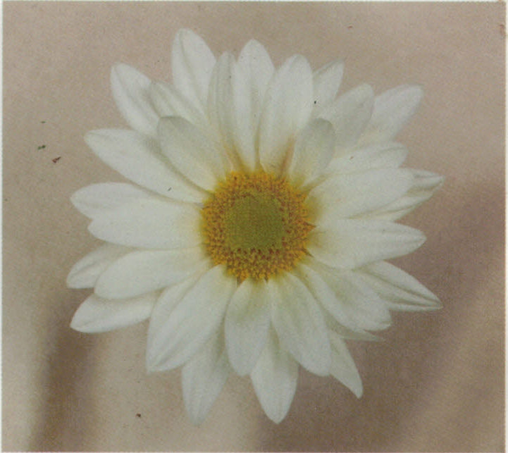 Daisy Pompon