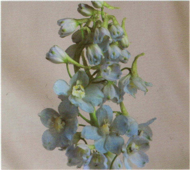 Delphinium