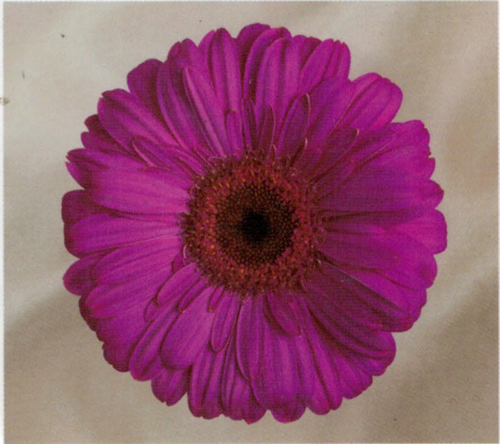 Gerbera Daisy