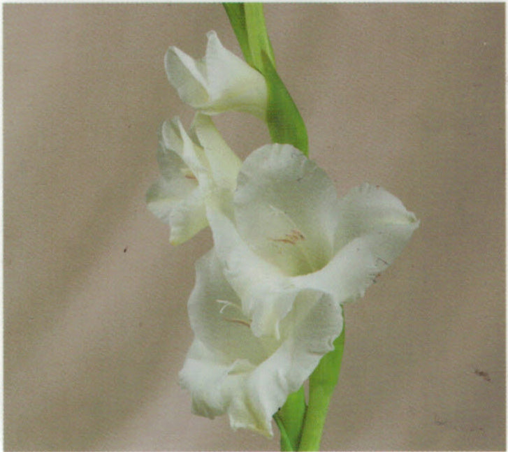 Gladiolus