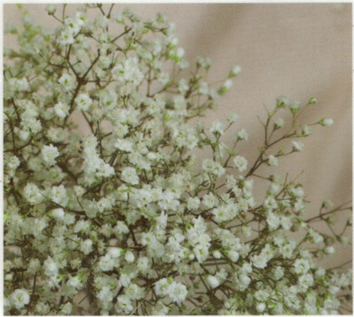 Gypsophila