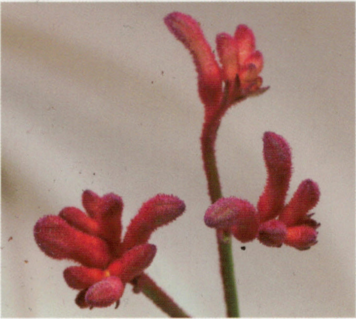 Kangaroo Paws