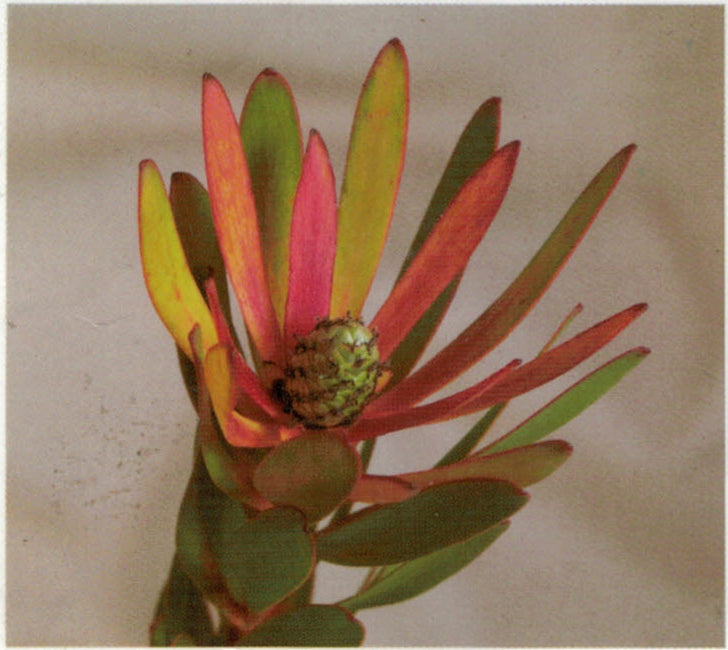 Leucadendron