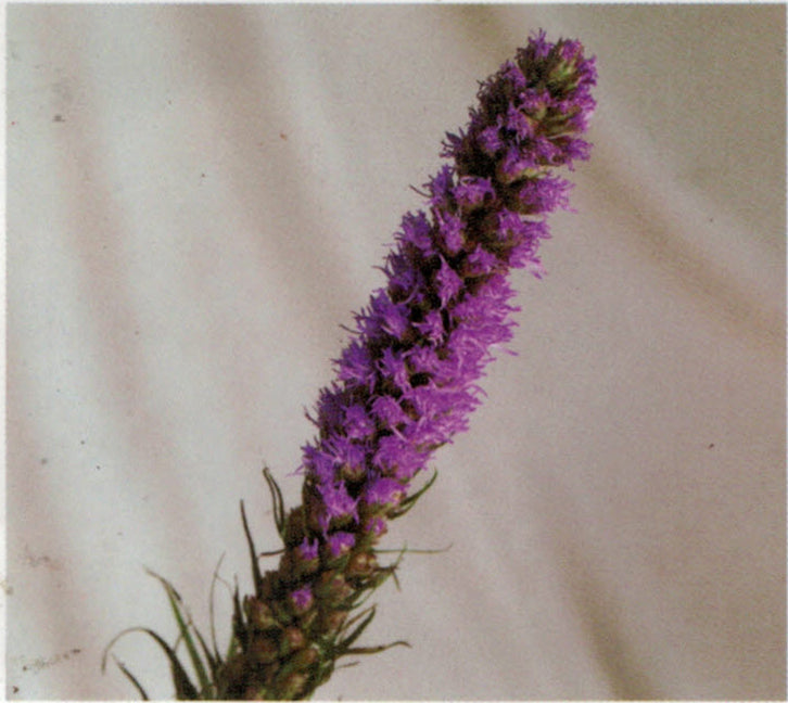 Liatris