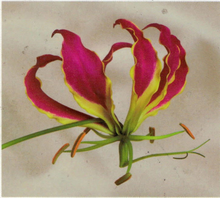 Lily - Gloriosa