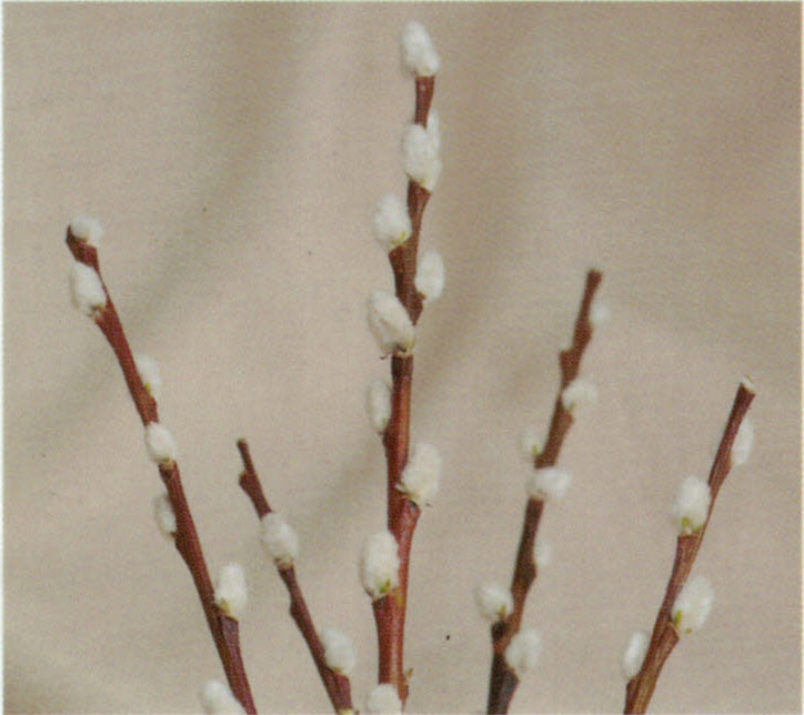 Pussy Willow