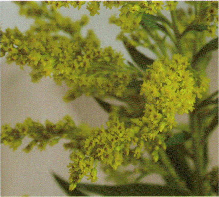 Solidago