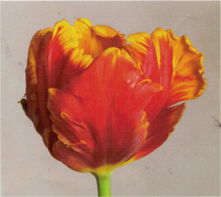 Tulip-Parrot