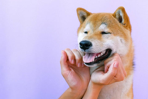 We Love Shiba Inu