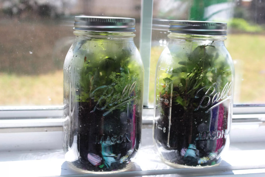 Creating a biosphere at home - fun STEM challenge for kids