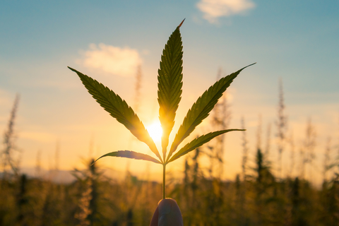 Image of a hemp leaf that is being held up in front of a hemp field during sunset