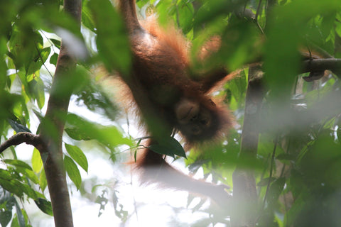 orang utan coffee